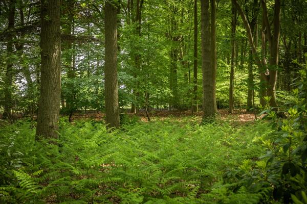 photo 57 Rossweg 3